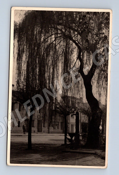 Pohlednice vrba v parku s budovami (P3726)