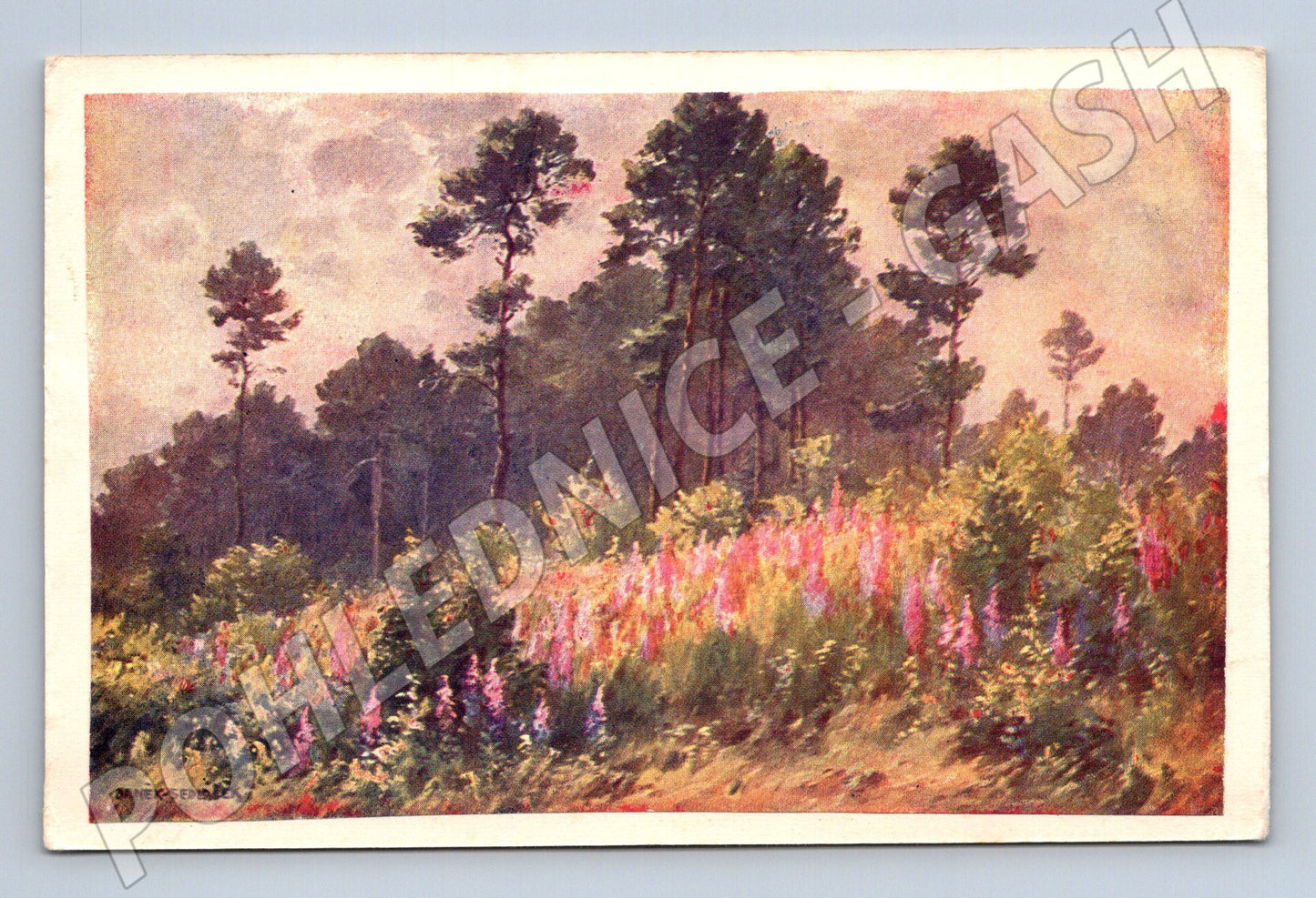 Pohlednice lesní krajina s květy (P3909)