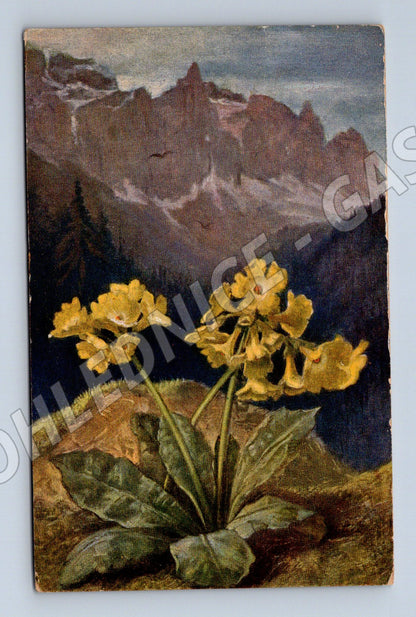 Pohlednice Alpská horská květena Primula auricula (P3947)
