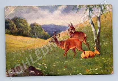Pohlednice Český Dub srnky v krajině 1951 (P3954)