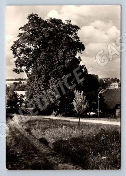 Postcard Kunwald Linden Tree at the Battlefield of the Czech Troops (ST3423)