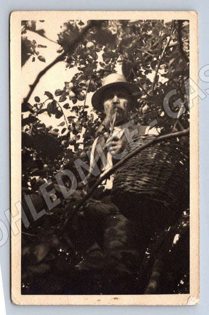 Ethnographic postcard man picking fruit countryside old b/w (ST3489)
