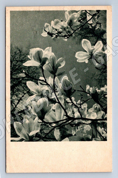 Postcard Easter Sitenský flowers (ST4062)