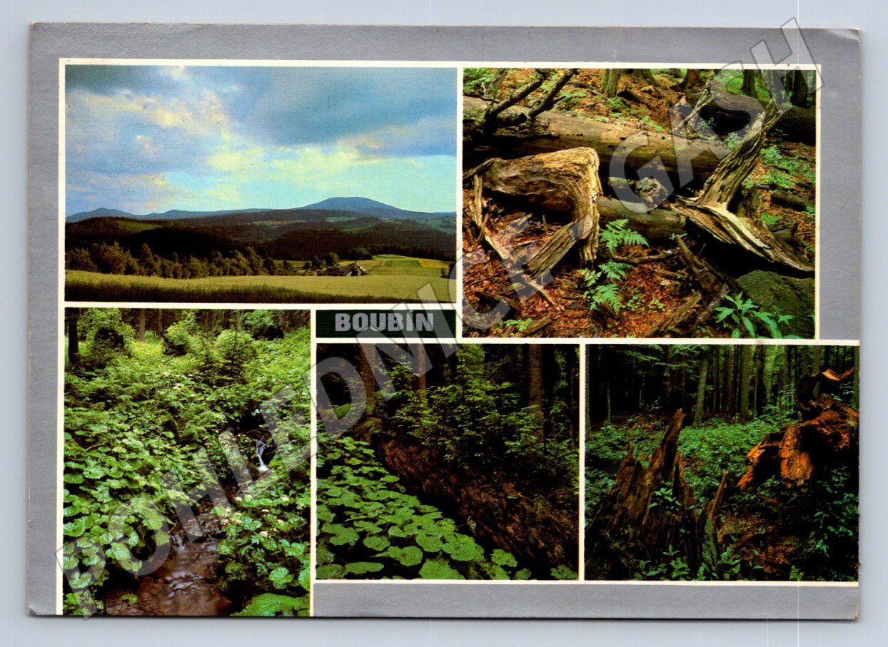 Pohlednice Boubínský prales krajina 1989 (TP2264)
