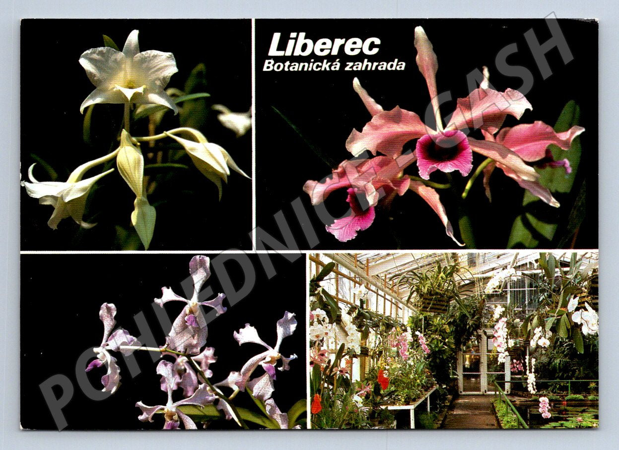 Pohlednice Liberec Botanická zahrada orchideje (TP2310)