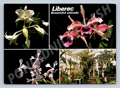 Pohlednice Liberec Botanická zahrada orchideje (TP2310)